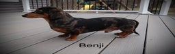 Miniature Dachshund dogs for sale: Chocolate Boy - Ad 6