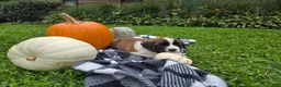 Saint Bernard dogs for sale: Maggie - Ad 5