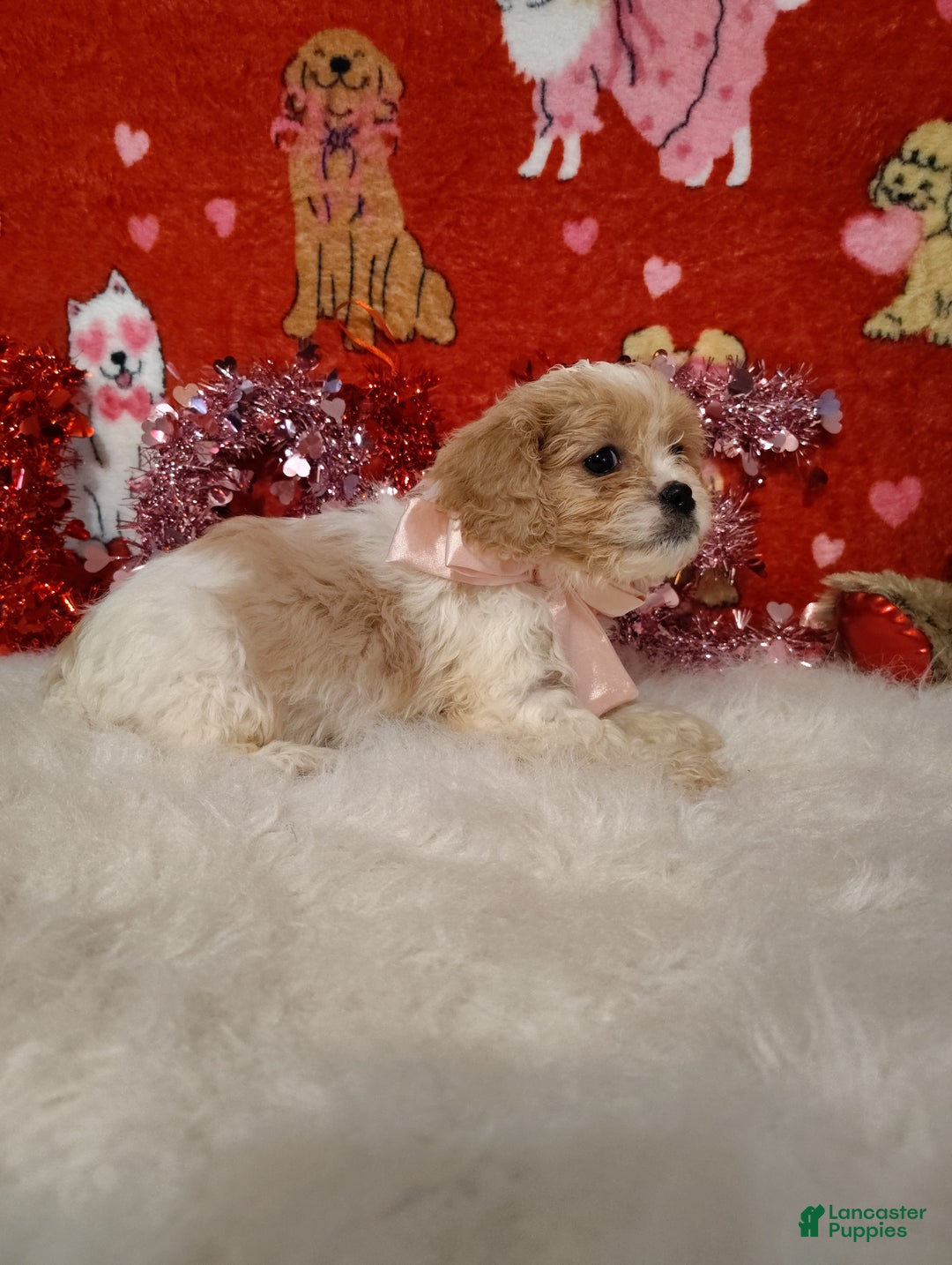 Cavapoo dogs for sale: Stella - Ad 3