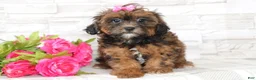 Shihpoo dogs for sale: Henrietta  - Ad 3