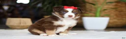 Australian Shepherd dogs for sale: Eden - Ad 3