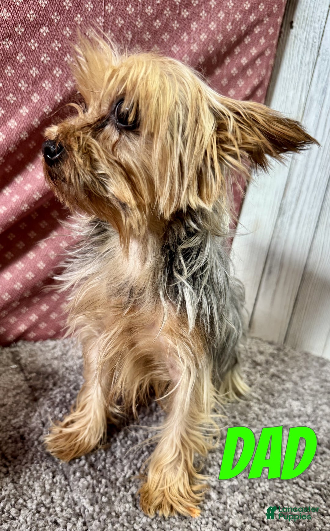 Yorkiepoo dogs for sale: Toby - Ad 6