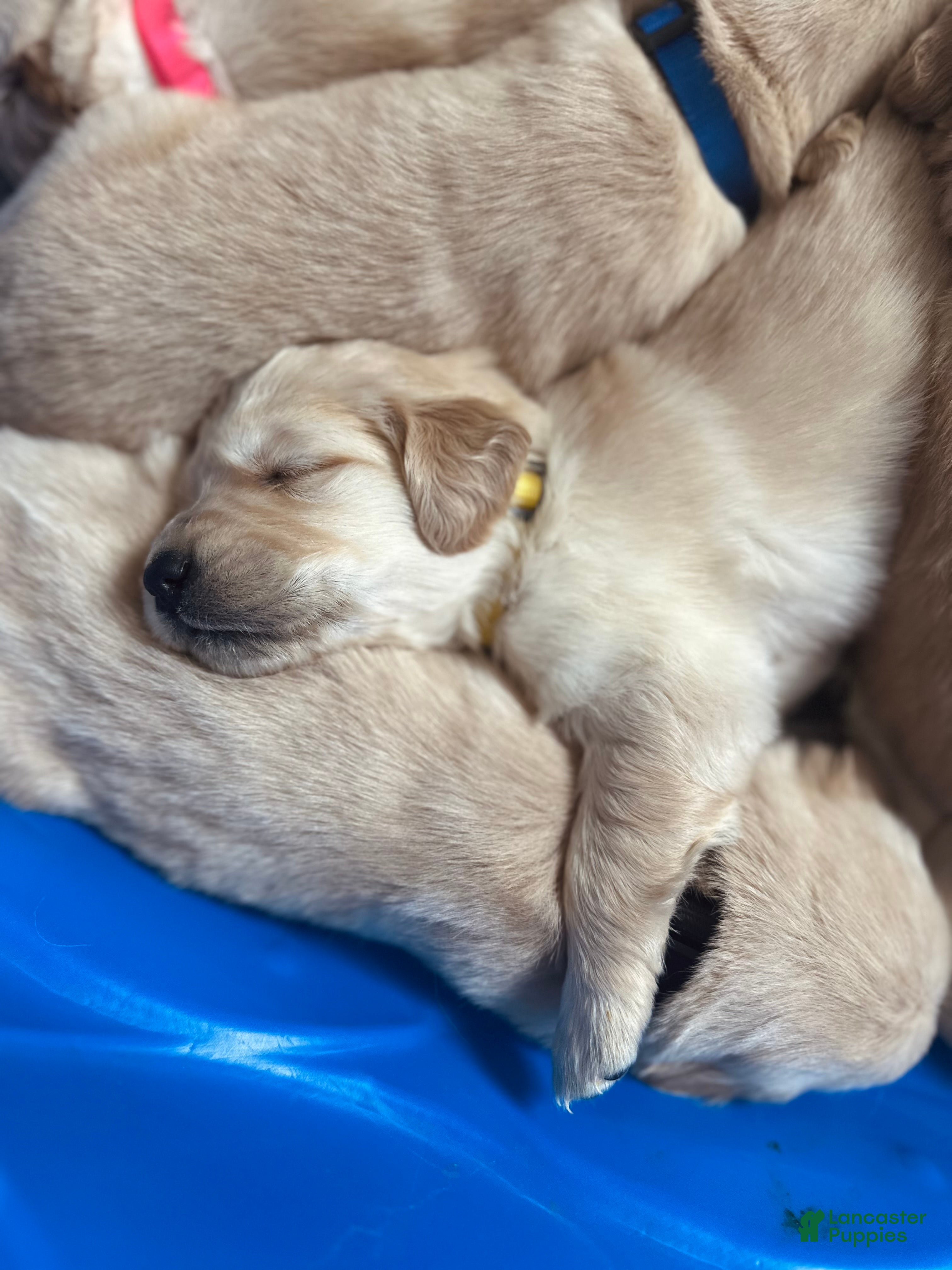 Golden Retriever dogs The Charlie Brown girls - Ad 1