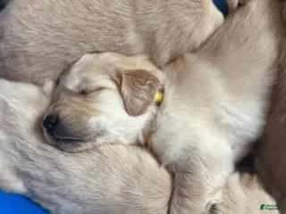 Golden Retriever dogs The Charlie Brown girls - Ad 1