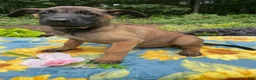 Belgian Malinois dogs for sale: Liam - Ad 3