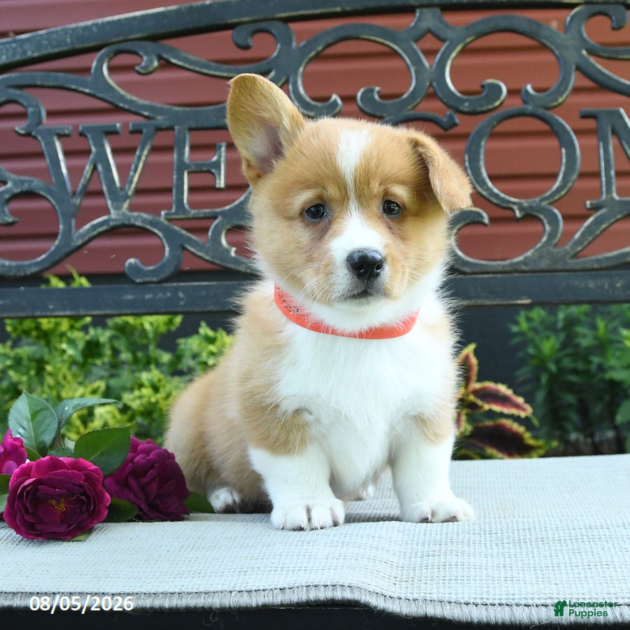 Welsh Corgi Pembroke dogs Rosa  - Ad 1