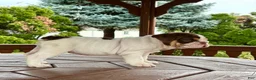 English Bulldog dogs for sale: Pearl - Ad 5