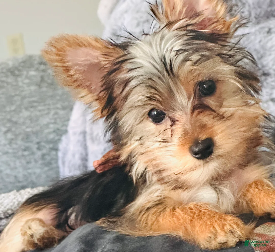 Yorkshire Terrier dogs for sale: Yorkshire Terrier Puppy 1 - Ad 4