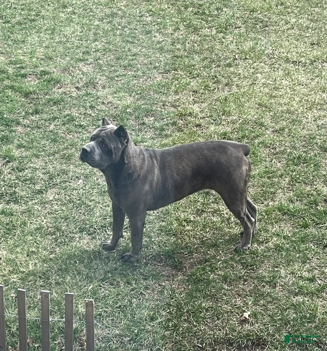 Cane Corso dogs for sale: Nikki - Ad 6