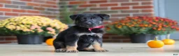 German Shepherd dogs for sale: Matthias - Ad 3