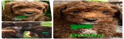 Miniature Poodle dogs for sale: Brelle - Ad 3