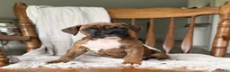 Boxer dogs for sale: Mabel - Ad 3
