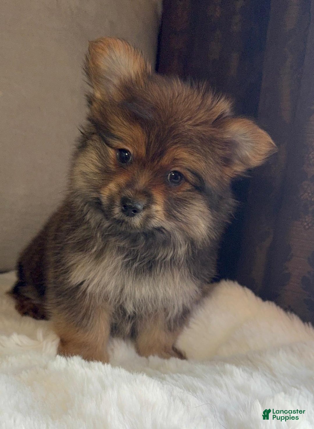 Mixed Breed dogs for sale: Designer Breed Yorkishire Terrier, Pomeranian Mix Puppy Male Buddy - Ad 2