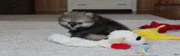 Pomeranian dogs for sale: Teddy - Ad 7