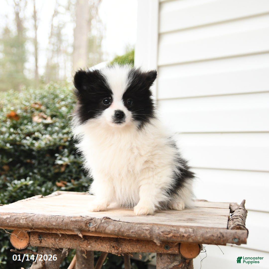 Pomeranian dogs for sale: Love  - Ad 1