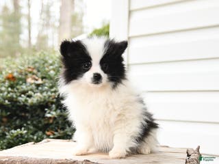 Pomeranian dogs Love - Ad 3