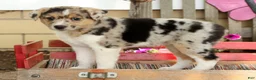 Australian Shepherd dogs for sale: Twilight - Ad 5