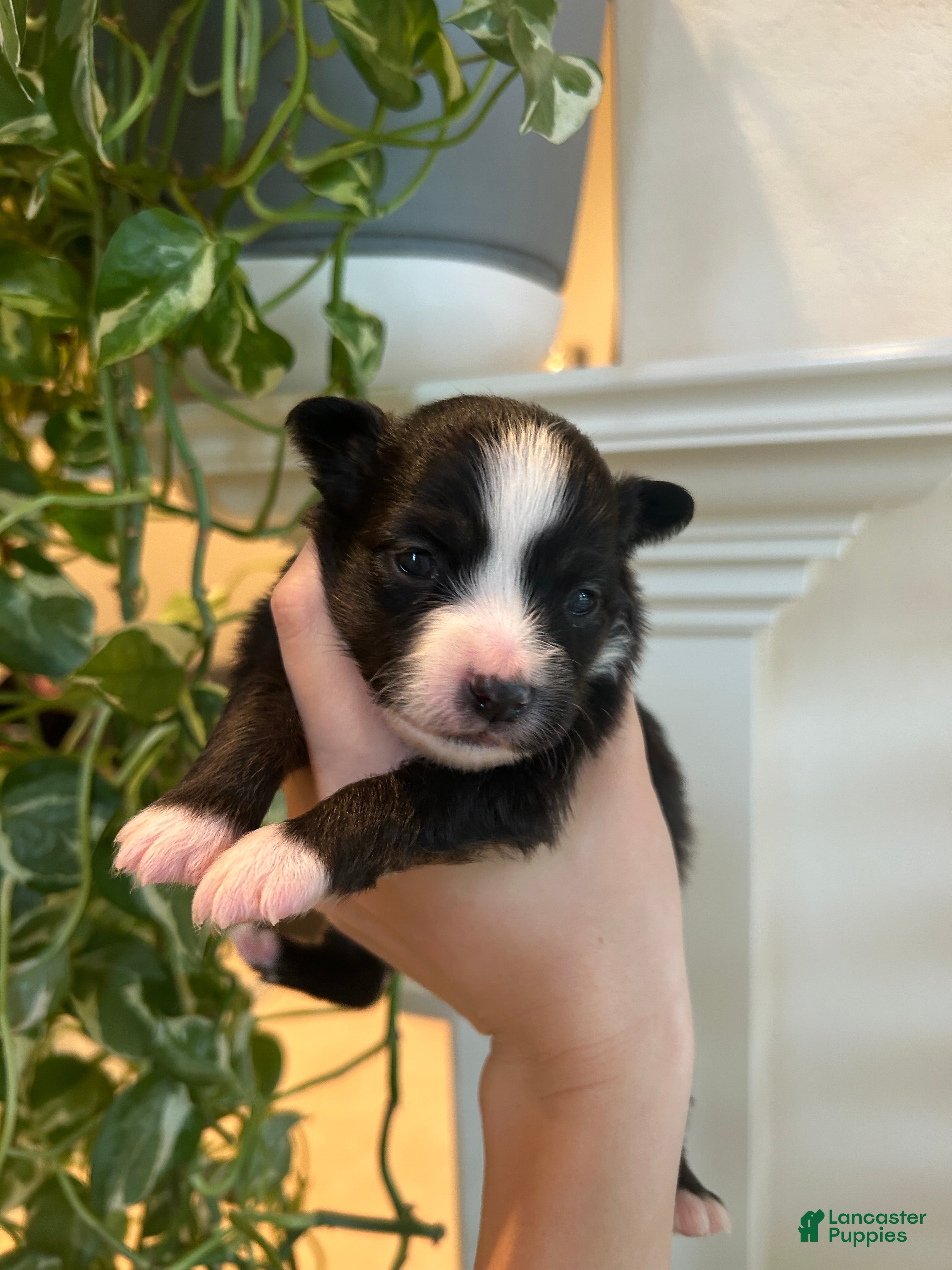 Miniature Australian Shepherd dogs Sunny - Ad 3