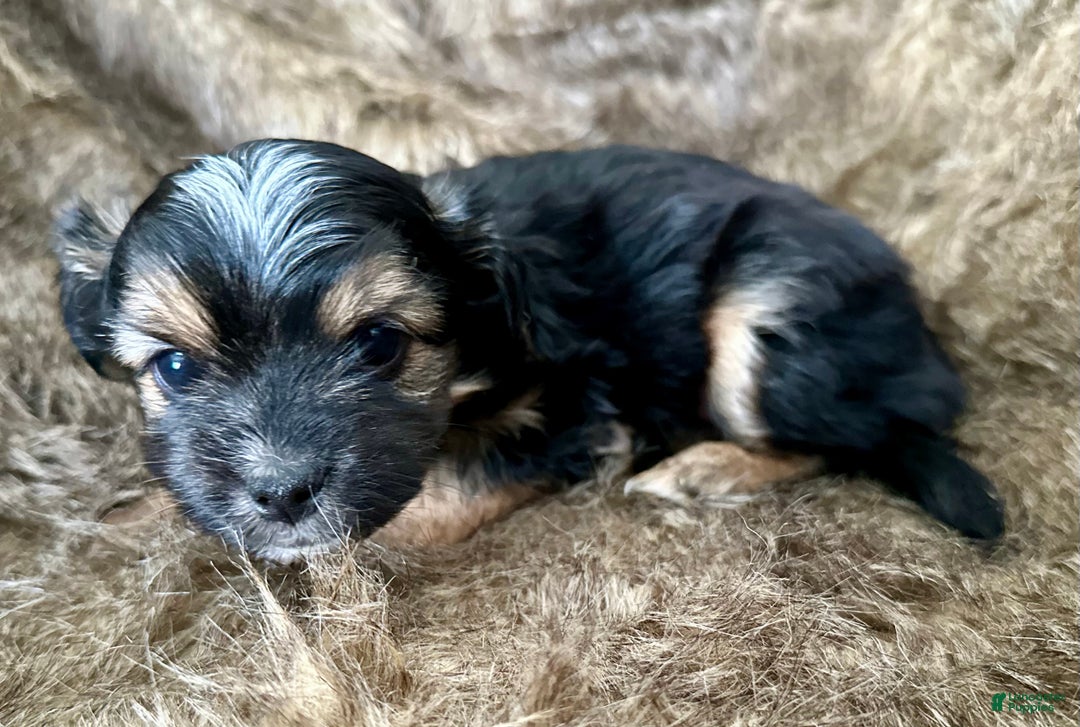 Shorkie dogs for sale: Isabel - Ad 11