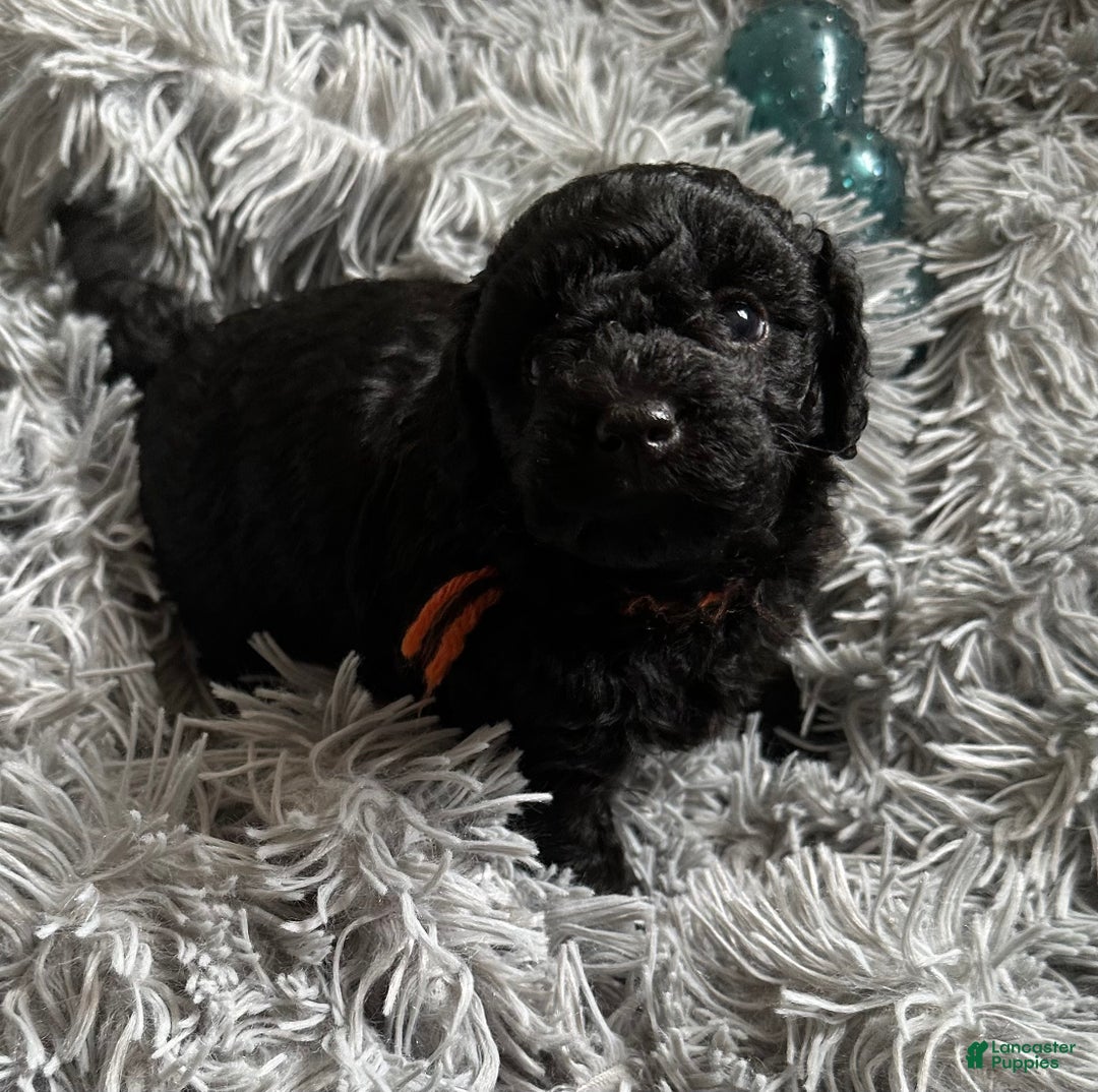 Miniature Poodle dogs for sale: Miniature Poodle Puppy 1 - Ad 3