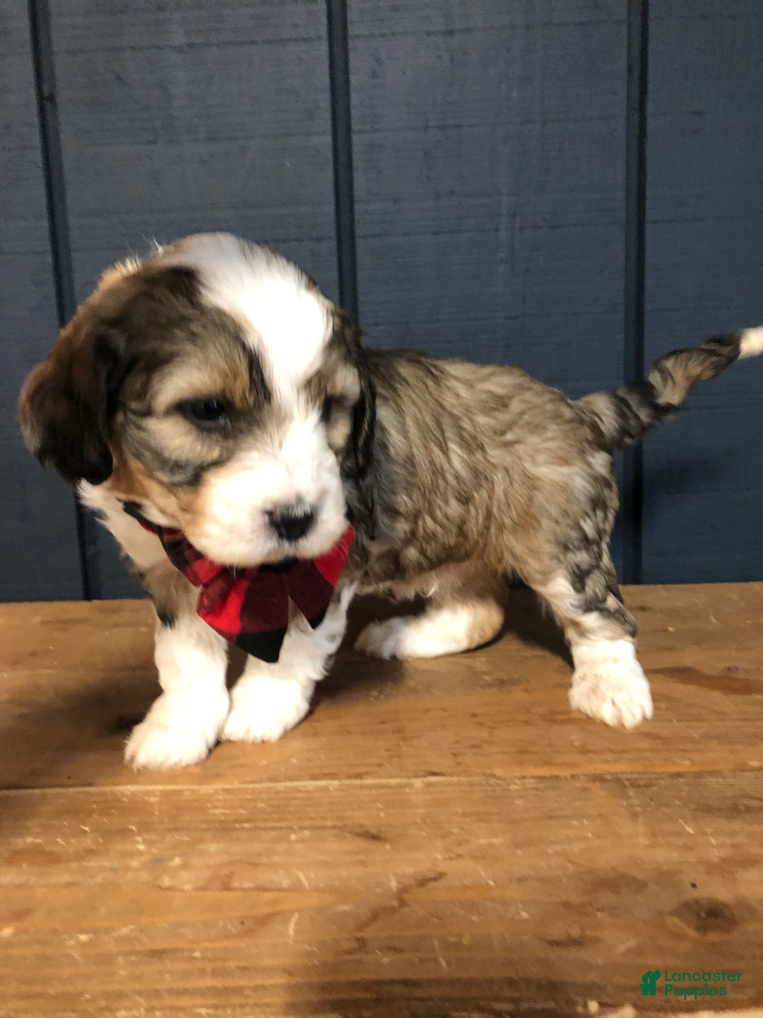 Aussiedoodle dogs for sale: Clove  - Ad 3