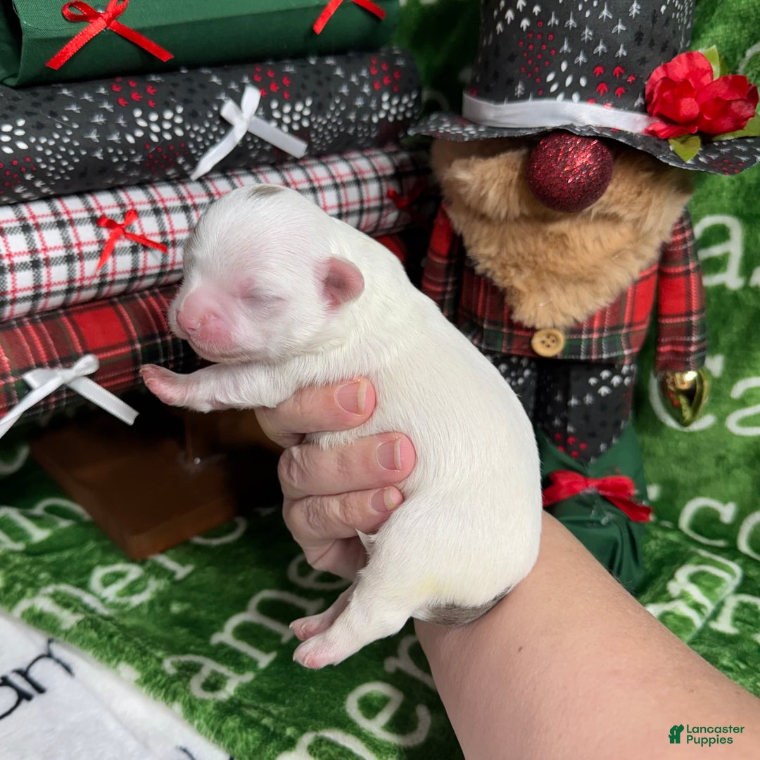 Chihuahua dogs for sale: Dagan Lavender Spotted LC - Ad 4