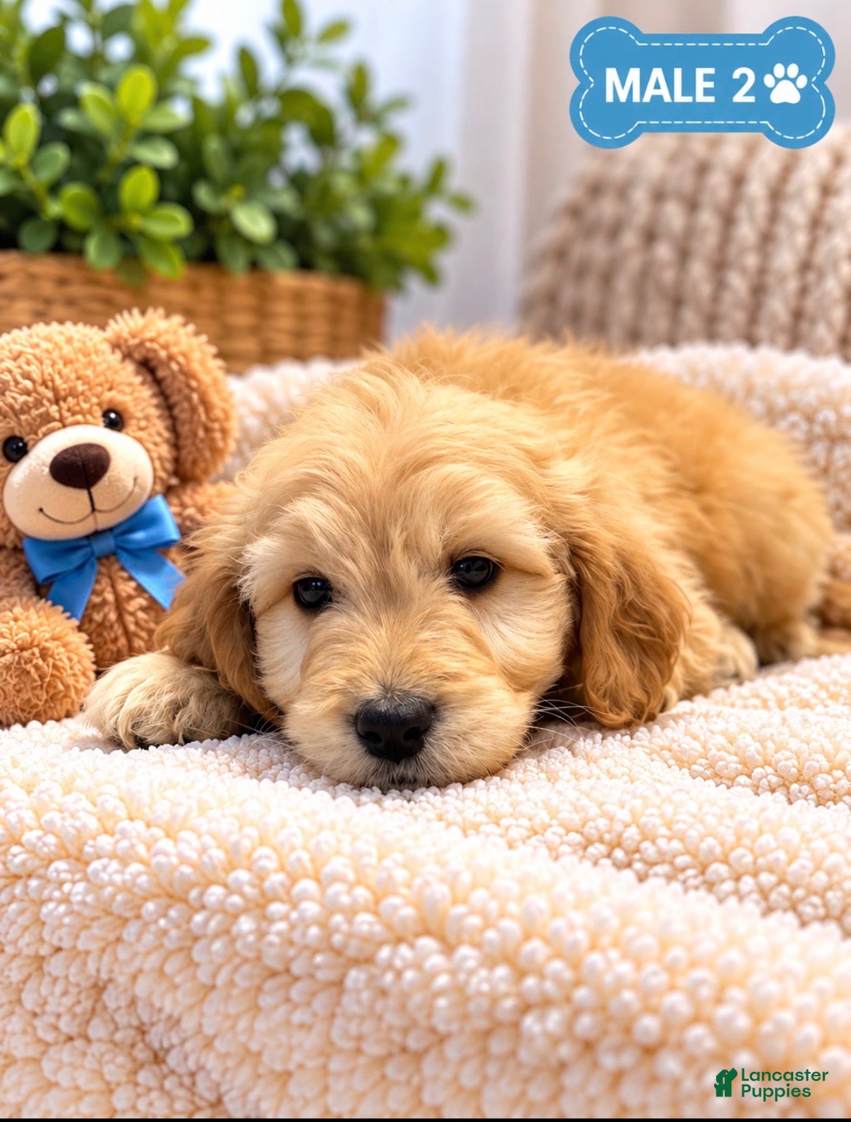 Mixed Breed dogs Bear  - Ad 2