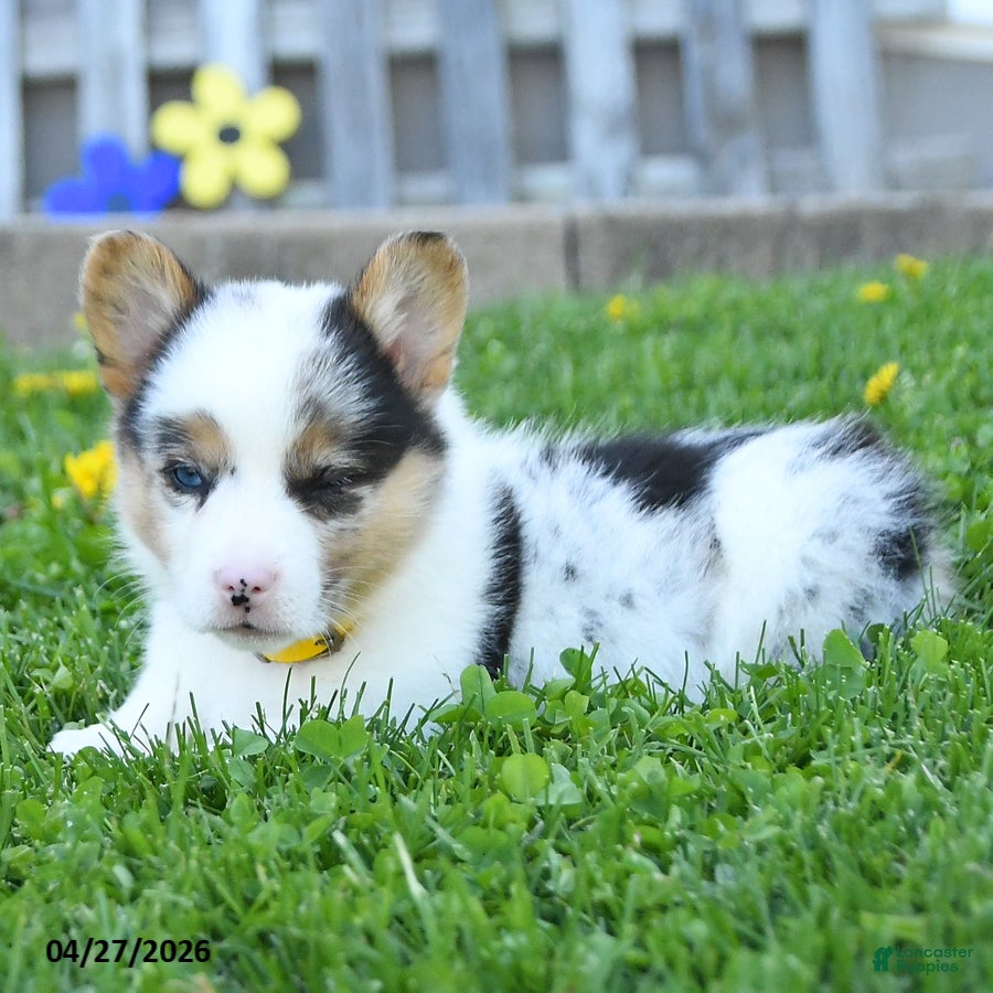 Welsh Corgi Pembroke dogs Bentley - Ad 2