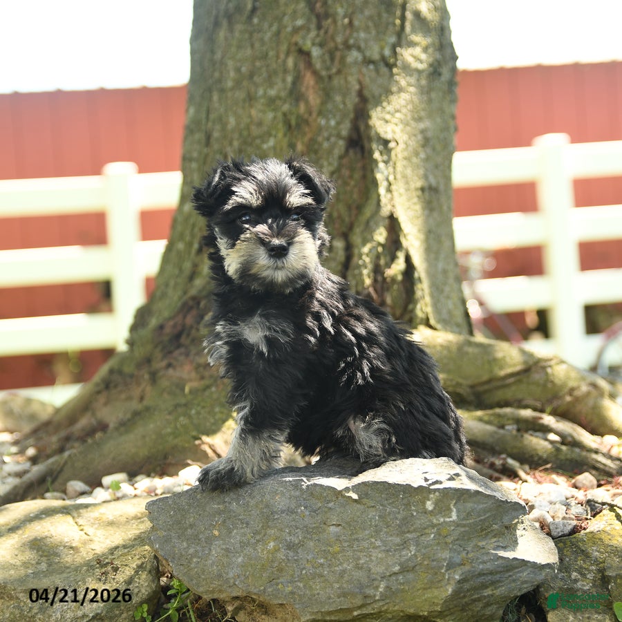 Miniature Schnauzer dogs Bonny - Ad 1