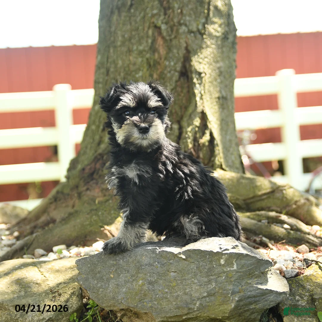 Miniature Schnauzer dogs for sale: Bonny - Ad 1