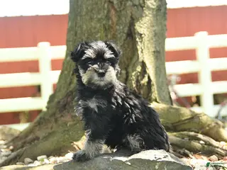 Miniature Schnauzer dogs for sale: Bonny - Ad 4