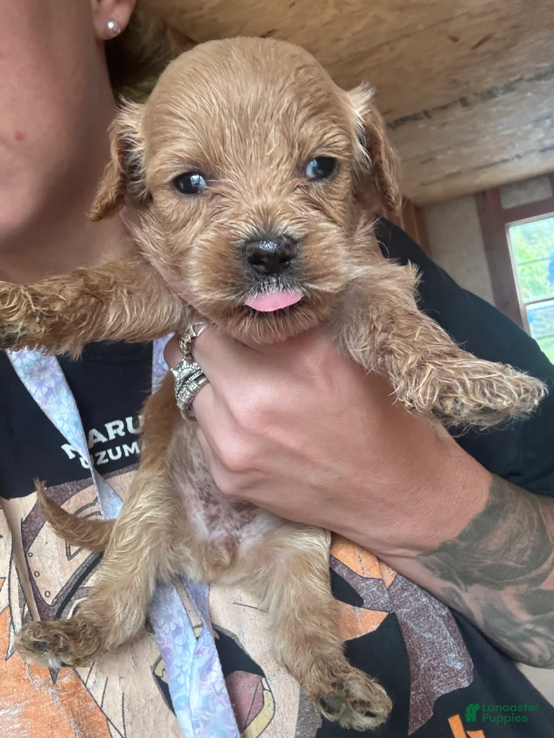 Cavapoo dogs for sale: Cavapoo 3 - Ad 2