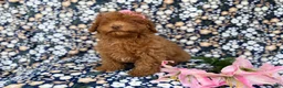Cavapoo dogs for sale: Maggie - Ad 9