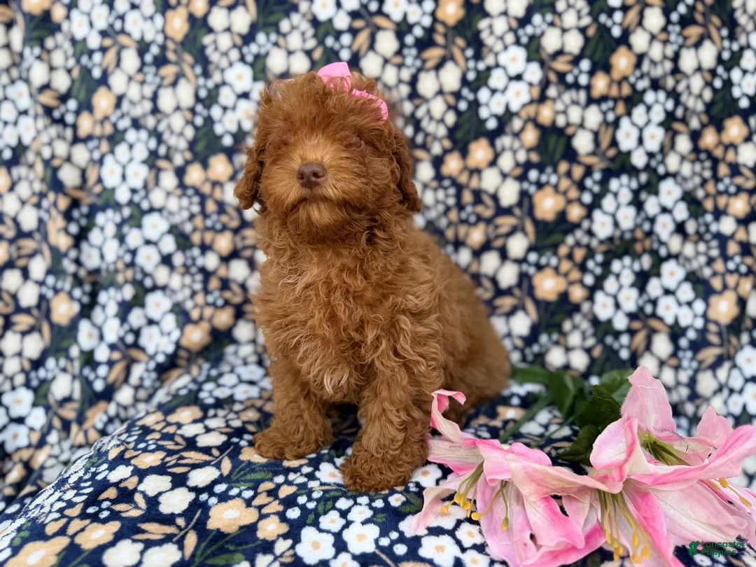 Cavapoo dogs for sale: Maggie - Ad 9