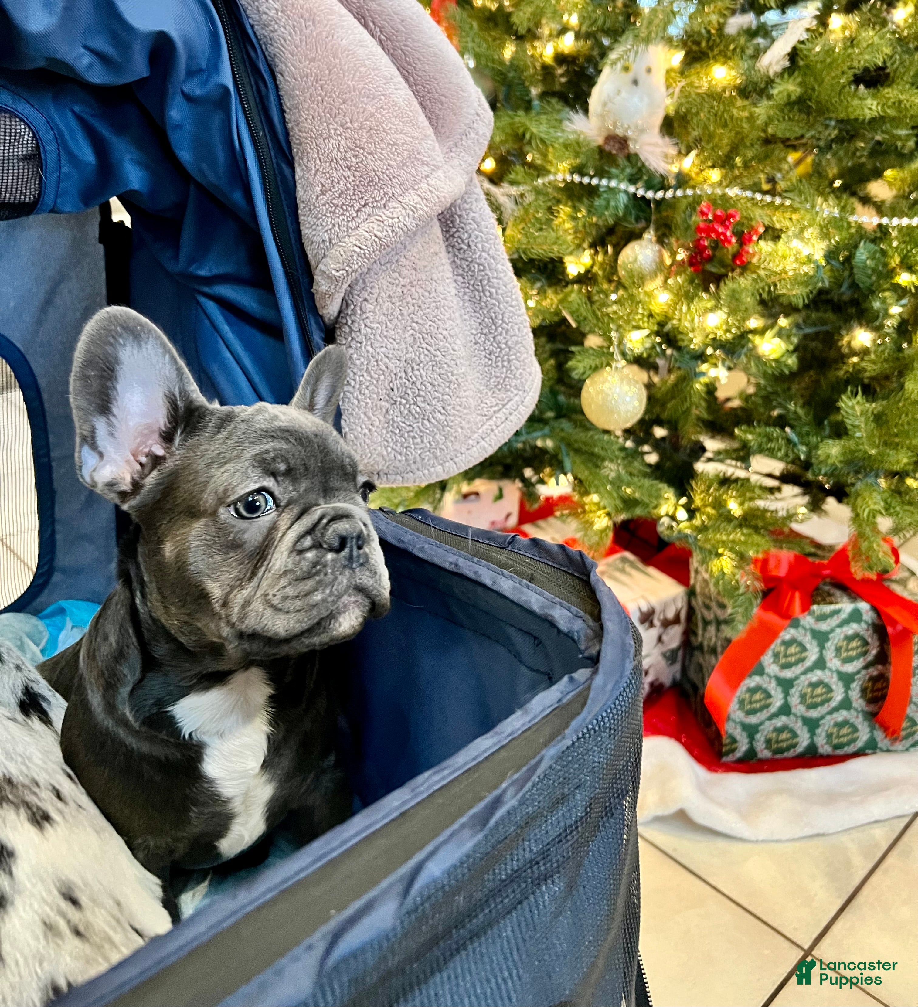 French Bulldog dogs MISO - Ad 6