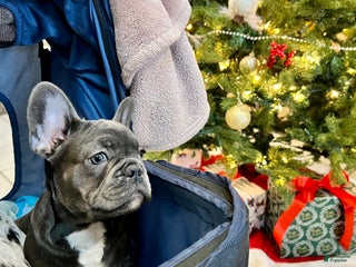 French Bulldog dogs MISO - Ad 6