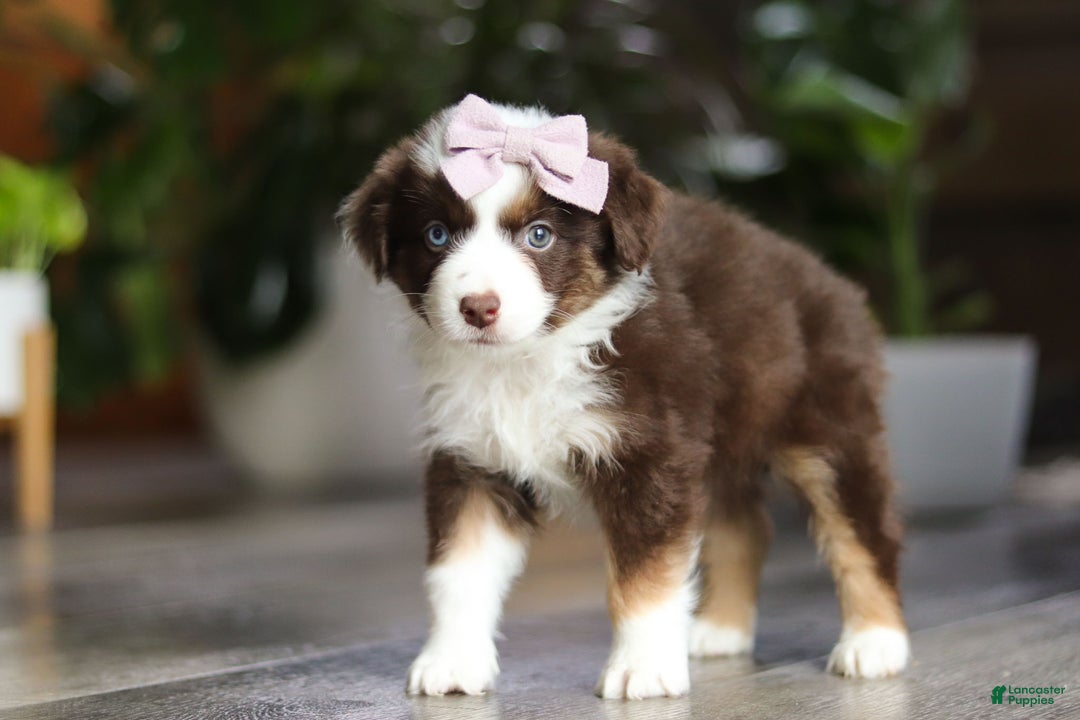 Miniature Australian Shepherd dogs for sale: Mocca - Ad 6