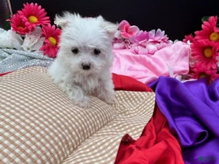 Maltese dogs - Ad 35