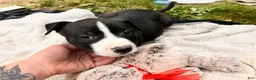 American Pit Bull Terrier dogs for sale: American Pit Bull Terrier 3 - Ad 3