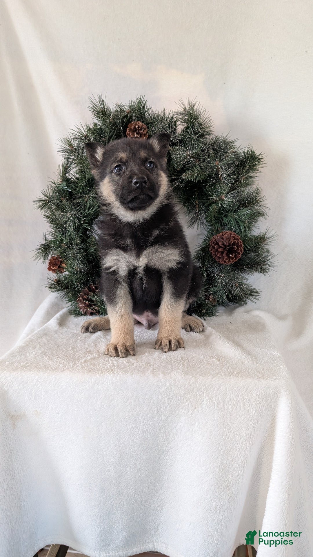 German Shepherd dogs for sale: Jay - Ad 6