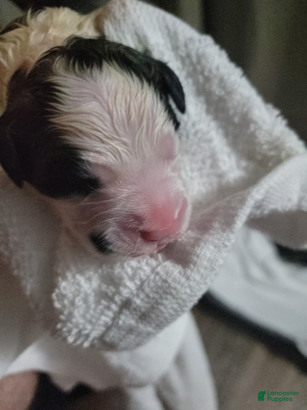 Saint Bernard dogs for sale: Puppy 3 - Ad 46