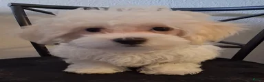 Amos