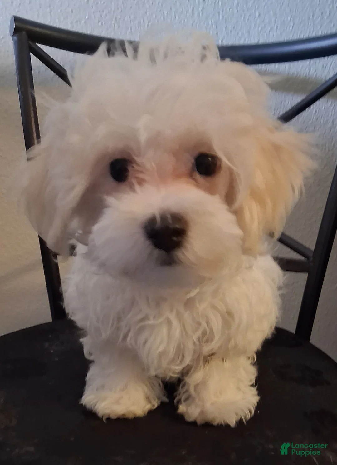 Maltipoo dogs for sale: Amos - Ad 1