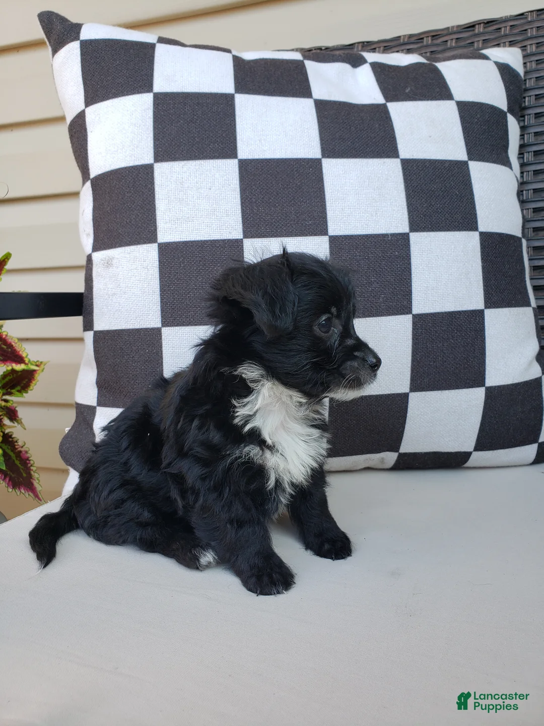 Yorkiepoo dogs for sale: Yorkiepoo 2 - Ad 2