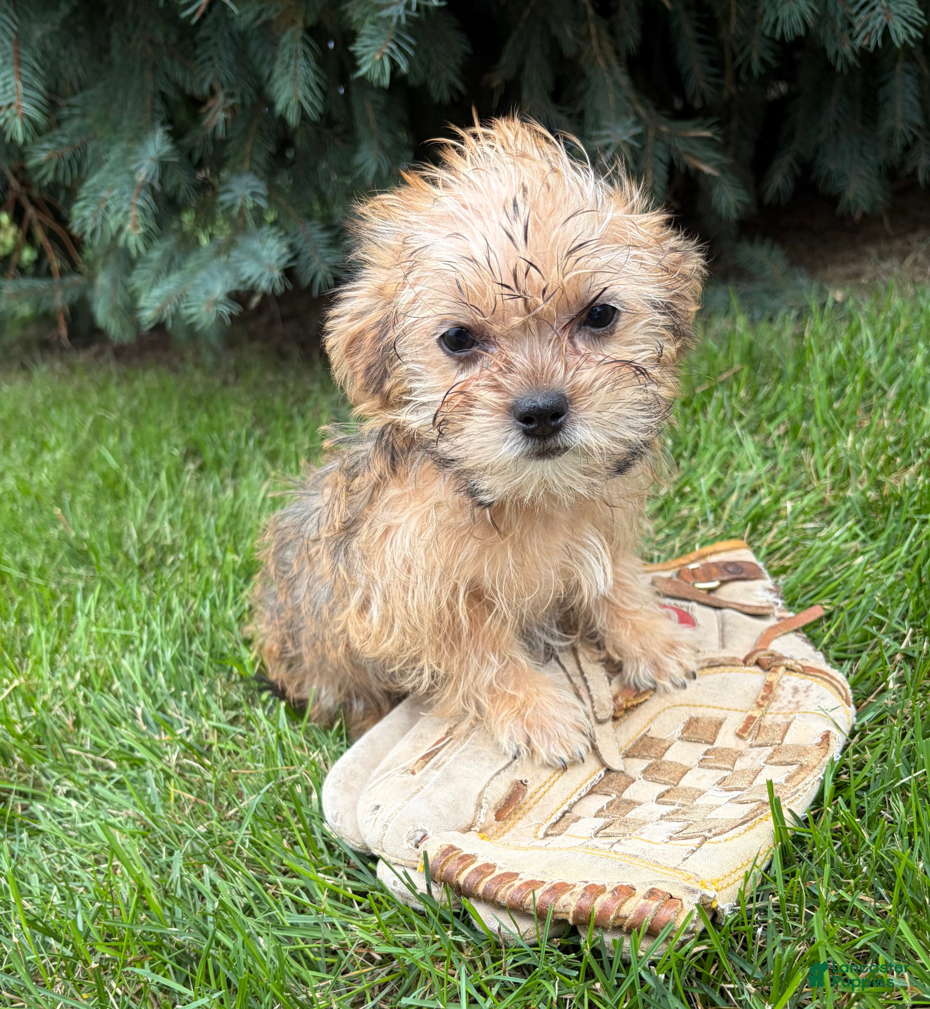 Shorkie dogs Albert - Ad 2