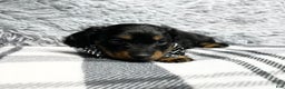 Dachshund dogs for sale: Little Bentley - Ad 6