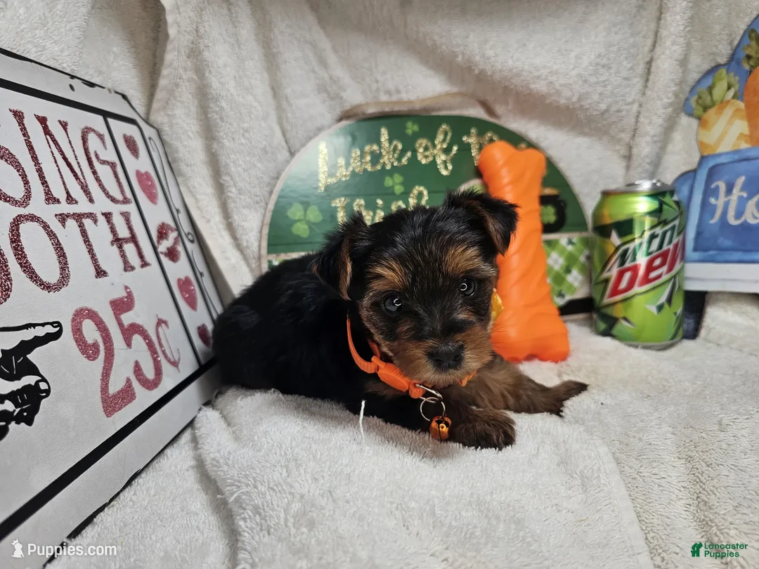 Yorkshire Terrier dogs for sale: Sofia (Black and Red) - Ad 4