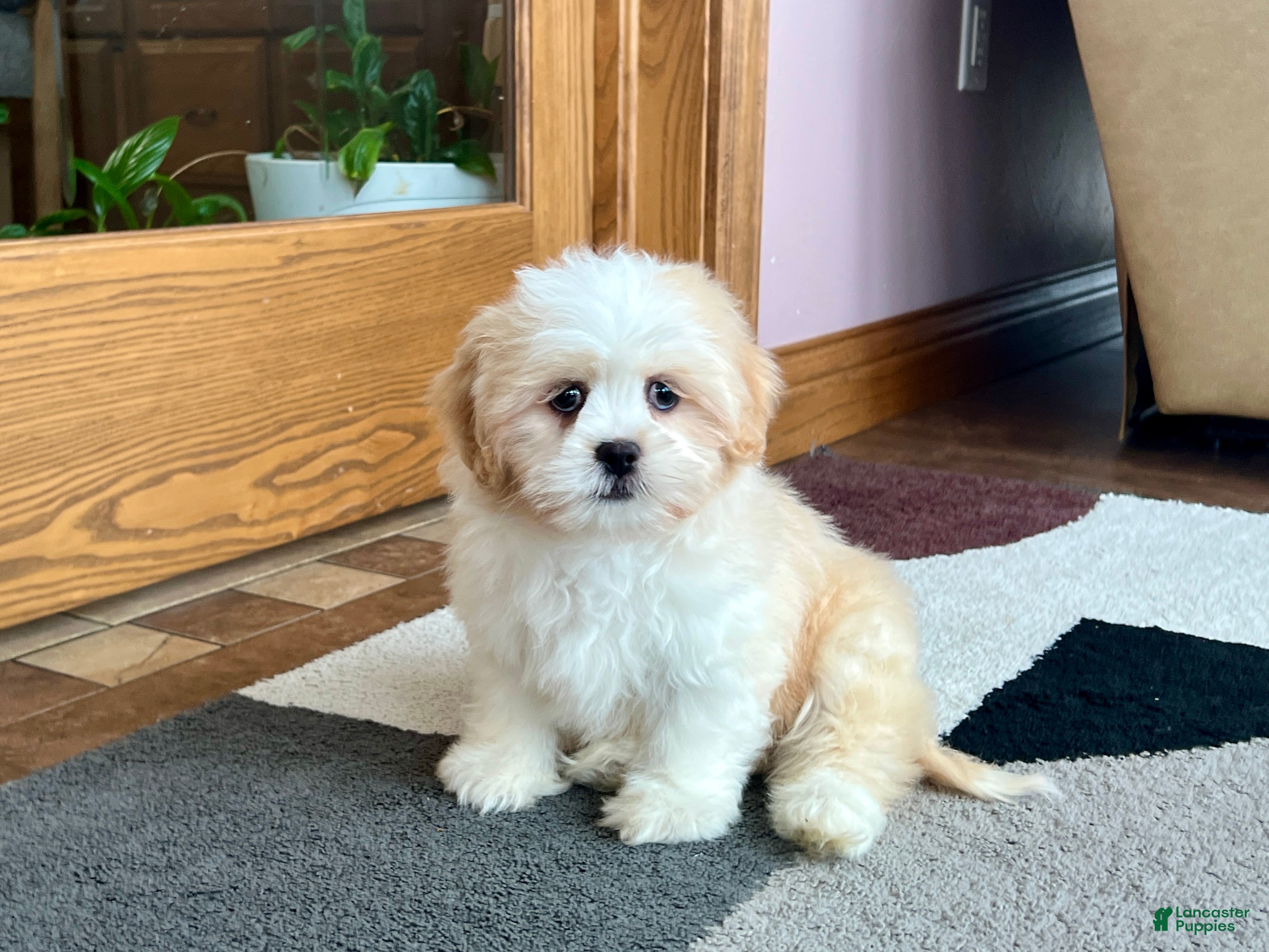 Lhasa Apso dogs Tashi - Ad 2
