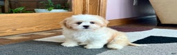 Lhasa Apso dogs for sale: Tashi - Ad 2