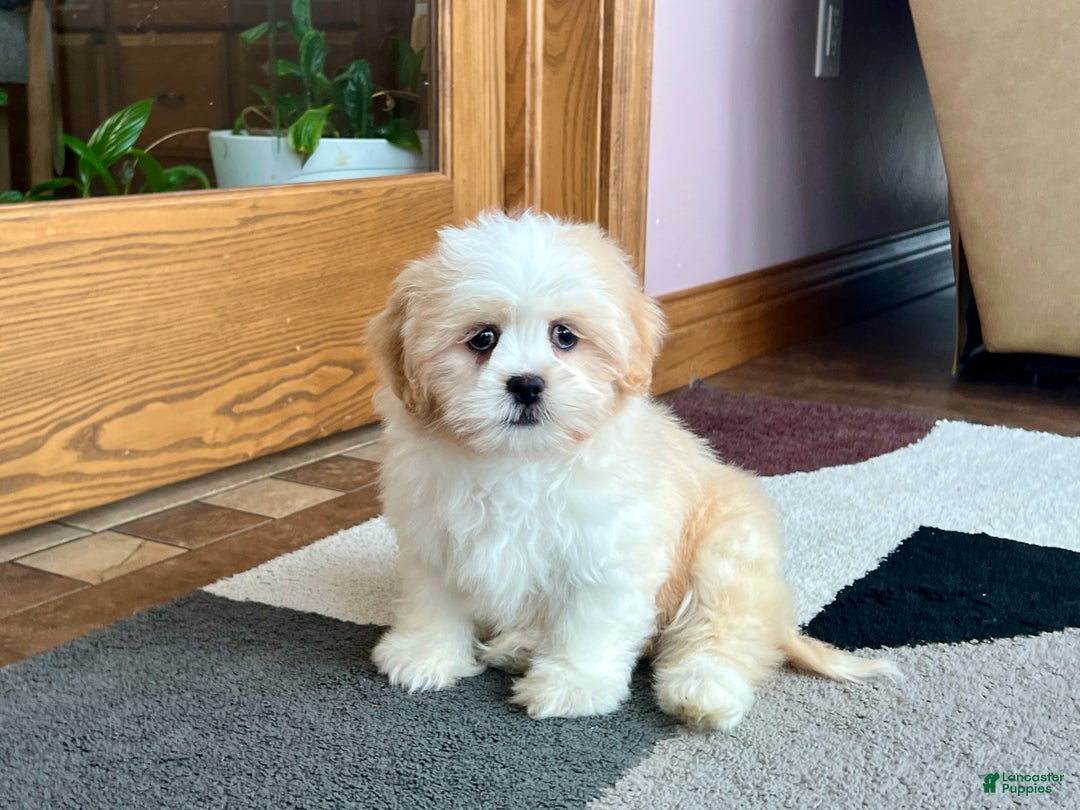 Lhasa Apso dogs for sale: Tashi - Ad 2